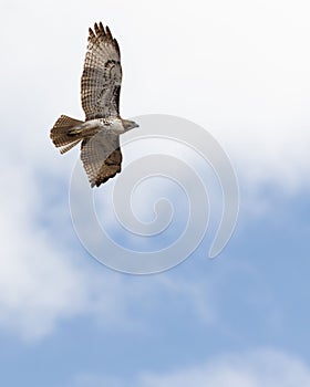 Red-tailed hawk soaring through the sky on a cloudy day