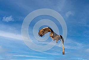 Red Tailed Hawk soaring through sky flying towards camera blue sky with clouds