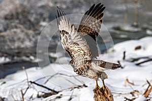 Red-tailed hawk taking off