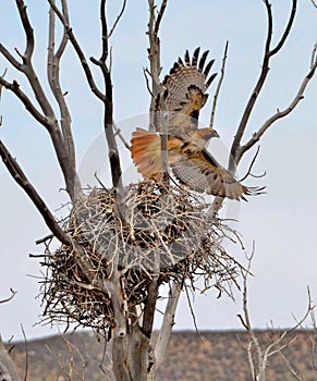 Red Tailed Hawk taking off from her nest.