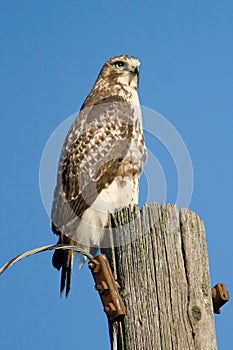 Red Tailed Hawk On Utility Pole