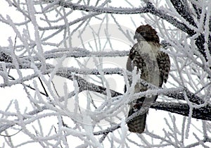 Red-tailed Hawk Winter Perch