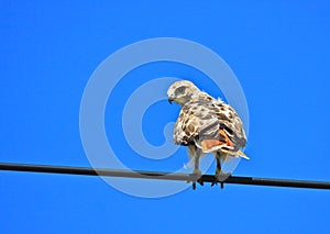 Red-tailed Hawk on a Wire