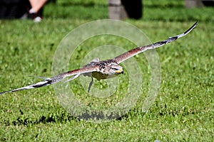 Red-tailed Hawks are large hawks with typical Buteo proportions