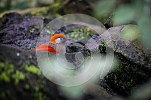 Red-tailed jay bird