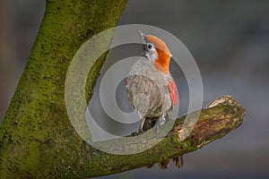red tailed laughing thrush