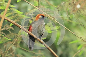 Red-tailed laughingthrush