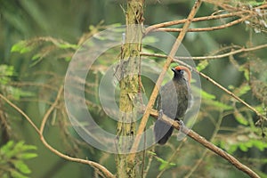 Red-tailed laughingthrush