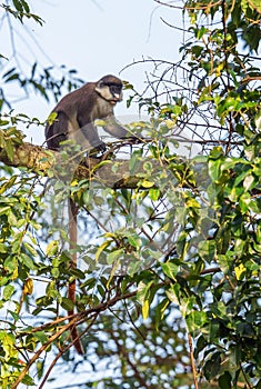 Red-tailed Monkey - Cercopithecus ascanius