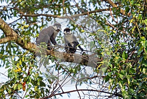 Red-tailed Monkey - Cercopithecus ascanius