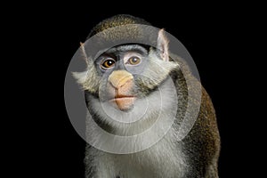 Red-tailed Monkey