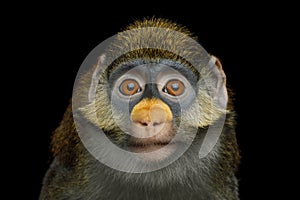 Red-tailed Monkey