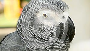 Red-tailed monogamous African Congo Grey Parrot. Companion Jaco is popular avian pet native to equatorial region.