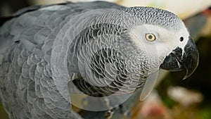 Red-tailed monogamous African Congo Grey Parrot. Companion Jaco is popular avian pet native to equatorial region.