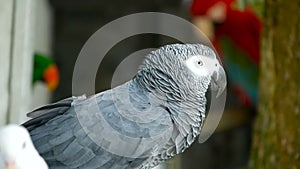 Red-tailed monogamous African Congo Grey Parrot. Companion Jaco is popular avian pet native to equatorial region.