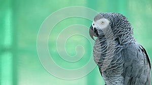 Red-tailed monogamous African Congo Grey Parrot. Companion Jaco is popular avian pet native to equatorial region.