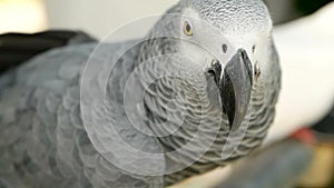 Red-tailed monogamous African Congo grey parrot. Companion Jaco is popular avian pet native to equatorial region.