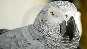 Red-tailed monogamous African Congo Grey Parrot. Companion Jaco is popular avian pet native to equatorial region.