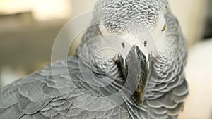 Red-tailed monogamous African Congo Grey Parrot. Companion Jaco is popular avian pet native to equatorial region.