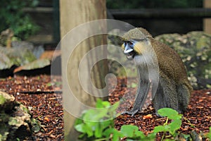 Red-tailed moustached monkey photo
