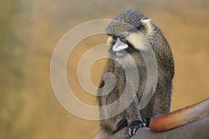 Red-tailed moustached monkey photo