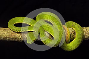 Red tailed pit viper, Trimeresurus erythrurus, Viperidae, Gumti, Tripura , India