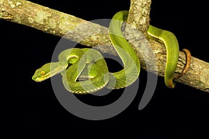 Red tailed pit viper, Trimeresurus erythrurus, Viperidae, Gumti, Tripura , India photo