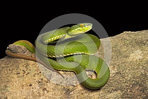 Red tailed pit viper, Trimeresurus erythrurus, Viperidae, Near Gurjee, Tripura , India