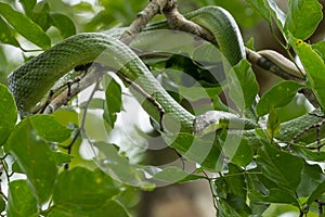 Red-tailed racer (Gonyosoma oxycephalum)snake, Bako National Park, Sarawak, Borneo