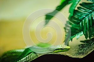 Red-tailed Racer snake (Gonyosoma oxycephalum). It is an arboreal snake having a green body and a red-orange tail, also known as photo