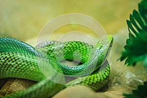 Red-tailed Racer snake (Gonyosoma oxycephalum). It is an arboreal snake having a green body and a red-orange tail, also known as photo