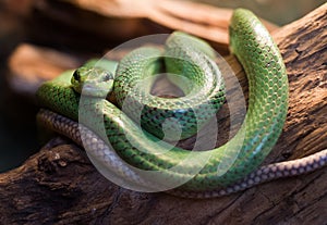 Red tailed rat snake gonyosoma oxycephalum, close up