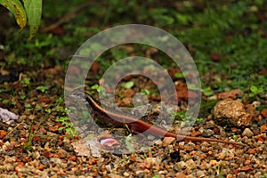 A red tailed skink