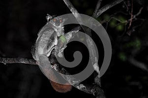 Red-tailed Sportive Lemur - Lepilemur ruficaudatus