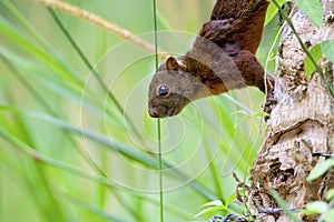 Red-tailed Squirrel   843578