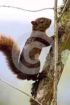 Red-tailed Squirrel   843581