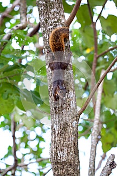 Red-tailed squirrel / Costa Rica / Cahuita photo