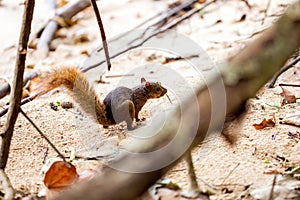 Red-tailed squirrel / Costa Rica / Cahuita