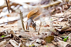 Red-tailed squirrel / Costa Rica / Cahuita photo