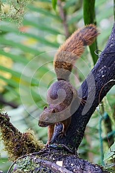 Red-tailed Squirrel in the forest