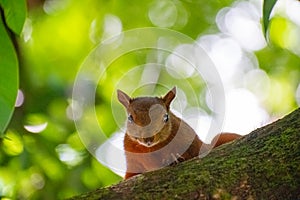 Red-tailed squirrel at La Bailarina Park , El Poblado, Medellin photo