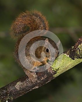 The red-tailed squirrel Sciurus granatensis