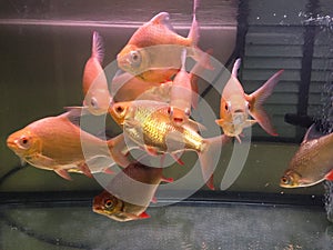 Red Tailed Tinfoil Barbs