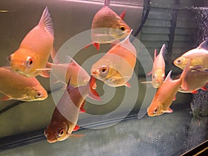 Red Tailed Tinfoil Barbs in aquarium