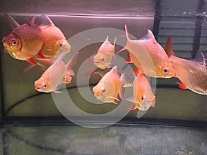 Red Tailed Tinfoil Barbs in freshwater aquarium