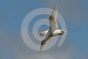 Red-tailed Tropic bird