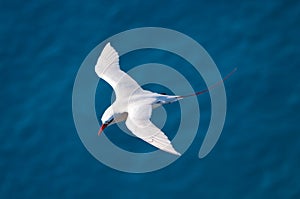 Red-tailed Tropicbird