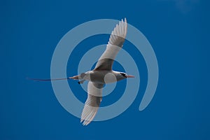 Red-tailed Tropicbird