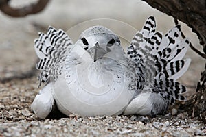 Red-tailed Tropicbird Chick