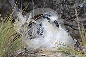 Red-tailed Tropicbird Chick photo